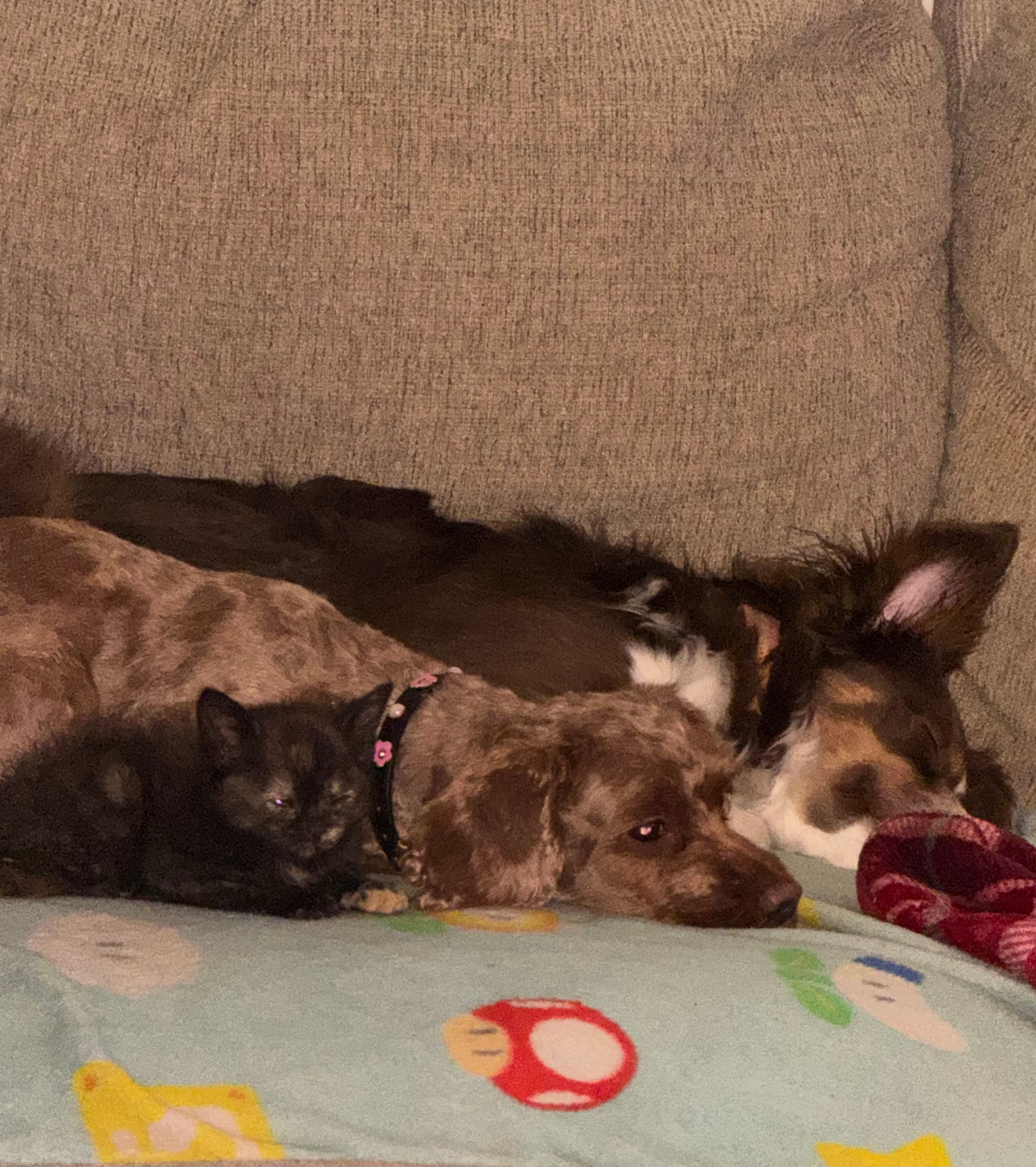 My pets